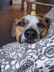 Can we share dog pictures?