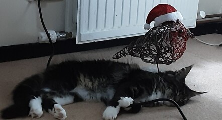 Current Year 11 - 2 more weeks of exams!!