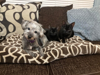 Can we share dog pictures?