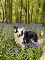 Can we share dog pictures?