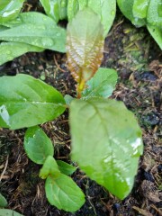 What are these seedlings in my nectarine tree pot?
