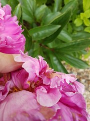Peony flower has multiple 'centres' around the edge