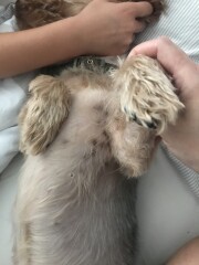 What is this rash on my dog?