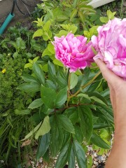 Peony flower has multiple 'centres' around the edge