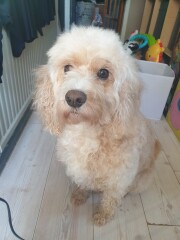 Can we share dog pictures?