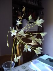 Flower id please