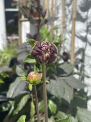 Who’s growing Dahlias this year