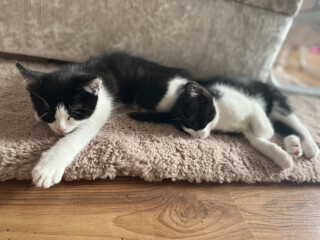 We've just picked up our new kittens!