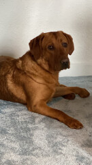 Recommend me medium size, active dog breeds to consider? 
