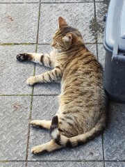 Thug cat part 4.  After all, it's not my Axminster.