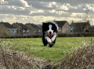 Collie vs Labrador 