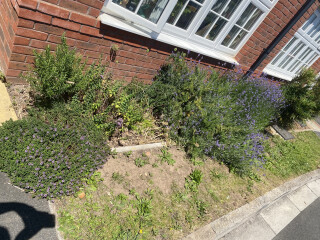 What can you plant in really poor soil?