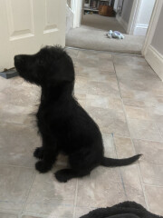 Puppy Survival Thread: muddy footprints into Spring 2022