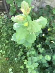 Any idea please?