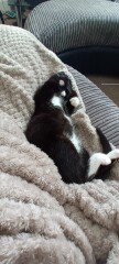 I want to show off my kittens!!