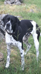 Recommend me medium size, active dog breeds to consider? 