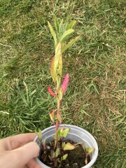 Plant id please 