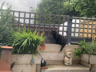 Anyone escaped proofed their garden?
