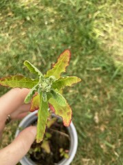 Plant id please 