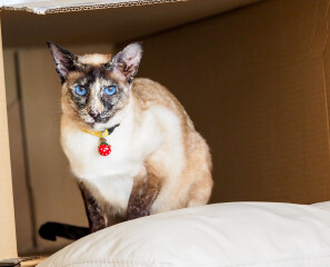 Male cats vs female cats, which are more affectionate?
