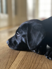 First ever puppy! Best advice please!