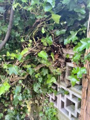 Rescuing a hedge from ivy?