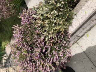 Heather plants
