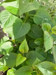 Plant ID (pics) please