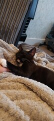 I want to show off my kittens!!