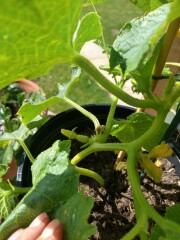 The Vegetable Patch