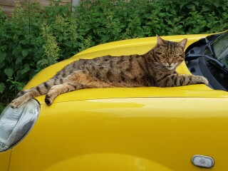 Thug cat part 4.  After all, it's not my Axminster.
