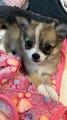 First ever puppy! Best advice please!