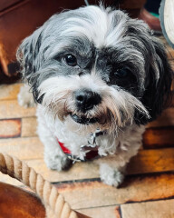 Can we share dog pictures?