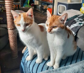 Brexit mega thread part 8: platinum jubilee edition 