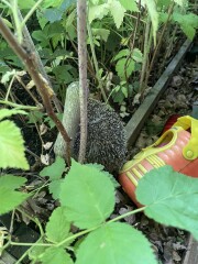 To ask you to please help hedgehogs and other wildlife prepare for winter