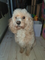 Can we share dog pictures?