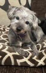 Can we share dog pictures?