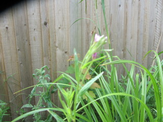 Please could someone identify these flowers
