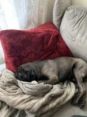 My dog is not allowed