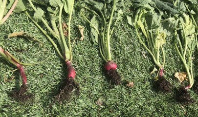 Radish help please!