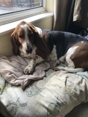Can we share dog pictures?