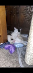 Beautiful new kittens ❤️