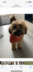 Can we share dog pictures?