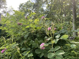 Come and tell me your dull and unexciting news 22: Calmly through the day