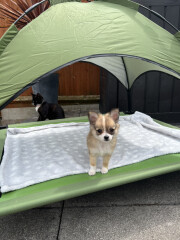 First ever puppy! Best advice please!