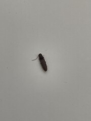 To ask you to help me categorically ID this bug