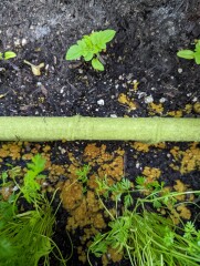 What has happened to my carrots!! 