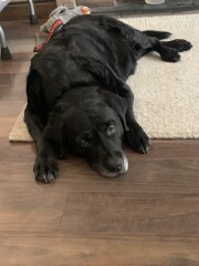 Can we share dog pictures?