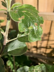 Diagnose the problem with my new apple tree - holes in some of the leaves