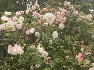 Help identifying a rose 